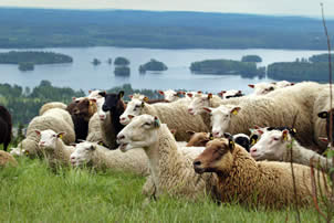 Finnsheep can be used in different kind of field and environment management projects with excellent results