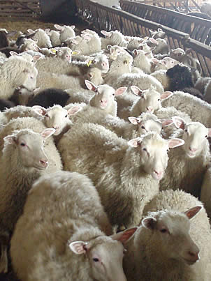 Finnsheep can be successfully raised with different farming systems, from intensive to organic production