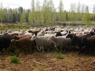 Det finska fåret är till naturen livligt och alert.