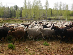 Finnsheep is lively and alert by nature