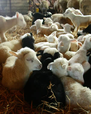 Tackor av finsk lantras får i medeltal tre lamm per lammning